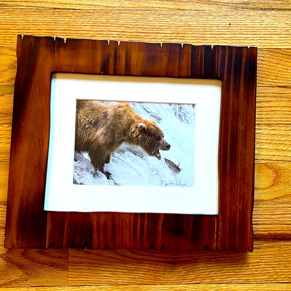 3 Bear photographs taken live in Alaska by local anchorage, Alaska artist.